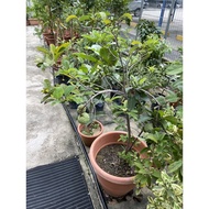 Annona Squamosa/ Custard Apple Big Pot (1.3-1.5m height) real live plant free fertiliser 0.5kg free 