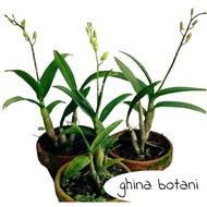 Paket 3 Anggrek Dendrobium Sudah Berbunga (Tanaman Hidup Bunga Hidup
