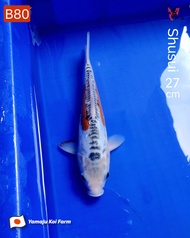 Ikan Koi Import Shusui (Yamaju Koi Farm) Kode B80