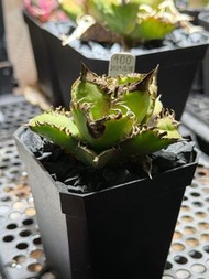 Agave Titanota 龍舌蘭 皇冠