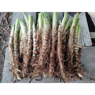 10KG + free 0.5kg = 10.5 KG NAPIER PANDAN, NAPIER DWARF, BENIH RUMPUT NAPIER PANDAN