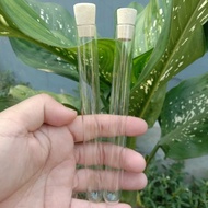 Tabung Reaksi Kaca 25 ML Tutup kayu / Test Tube / Souvenir D3V!!