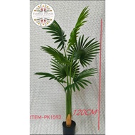 CALIFORNIA PALM TREE // OLIVE TREE