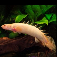 IKAN PALMAS ALBINO / NAGA AIR TAWAR / IKAN PREDATOR / IKAN HIAS