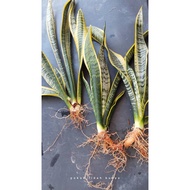 Pokok Lidah Buaya/ Pokok Lidah Mertua