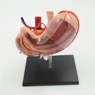 4D Stomach Model Digestive System Organ Anatomy Model Stomach Structure Pancreas Duodenum Anatomy Hu