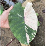 COLOCASIA PINK SAPPHIRE