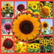 [Free Delivery]20seeds Biji Benih Bunga Matahari Sunflower Seeds FLOWER PLANT SEED SEEDS  观赏向日葵种子 HI