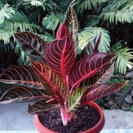 ◙seeds Aglaonema Red Sumatra ( pride of Sumatra )