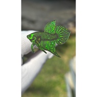 Mahachai Wild Betta Fish Lure Green **No Resin Coating** 3-4 Cm. Chanel Bear
