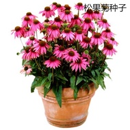 Bulk Pine Cone Chrysanthemum Seed Excellent Pine Cone Flower Pine Cone Chrysanthemum Red Chrysanthem