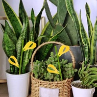 Insect Repellent Indoor Fruit Fly Pile Armyworm Strip Fungus Gnats Aphids Garsum Sticky Trap Pests F