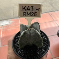 Cactus  (Real Plant)