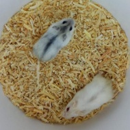 Sepasang Hamster Jantan Betina Winter White Pearl Siap Breeding Ternak