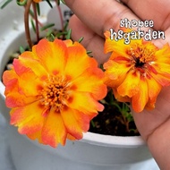 150 biji benih Flame Hybrid Moss Rose • seeds • biji benih ros jepun hibrid