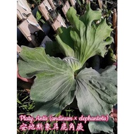 Augustfame - Platycerium Antis 安第斯象耳鹿角蕨 (andinum x elephantotis) / Staghorn / Tanduk rusa