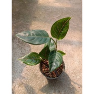 Sindo - Aglaonema Rotundum Aceh Live Plant 20QZCDIYOH