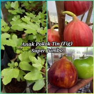 ANAK POKOK TIN SUPER JUMBO (1 POKOK)