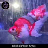 Ikan maskoki ryukin jumbo / Ikan mas koki Besar