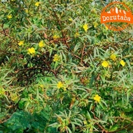 Dried ditch vegetables type 1 dried from fresh wild ditch vegetables