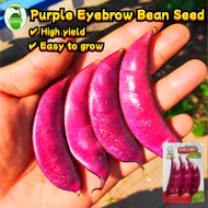 20 Seeds/pack High Yield Purple Eyebrow Beans Seeds for Sale Fast Harvest Hyacinth Purple Bataw Bits