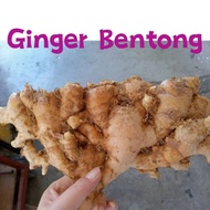 新鲜文冬姜 Bentong Ginger 1kg AAAA