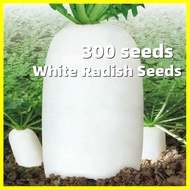 เมล็ดพันธุ์ ผักกาดหัว ไดคอนญี่ปุ่น White Radish Seed - งอกง่าย 300เมล็ด/ซอง เมล็ดพันธุ์ หัวไชเท้า Extra Large White Radish Vegetable Seeds for Planting Radish Plants Seeds F1 เมล็ดพันธุ์ผัก เมล็ดพันธุ์ ผักสวนครัว เมล็ดบอนสี บอนสีราคาถูกๆ บอนสี ต้นไม้มงคล