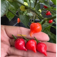 Import Biquinho Piquillo seed  /Cherry pepper seed