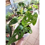 BEST COMBO ! Monstera Adansonni + Philodendron Burle Max 1 POT (LIVE PLANT)