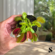 Dionaea Muscipula Venus Fly Trap Carnivorous Plant Terrarium Tumbuhan Karnivor Live Plant Venus Flyt