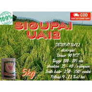 Benih Padi Unggul SIGUPAI UA12 kemasan 5kg