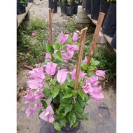 BUNGA KERTAS MISS EVA LIGHT PURPLE