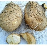 Umbi Gadung Mentah 1 Kg / Ubi Gadung / Gadung Mentah 1 Kg