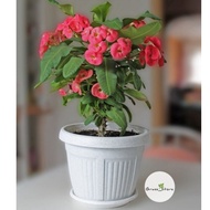 Ornamental plant euphorbia thorn flower