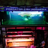 ikan arwana golden red