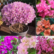 （hot Sale）Malaysia Ready Stock 100pcs Beautiful Multi-Color Bougainvillea Seed Flower Seeds Pokok Bu