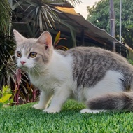 kucing british shorthair betina