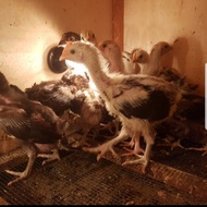 N1823 Anakan Ayam Pelung Asli Cianjur Garansi Sehat