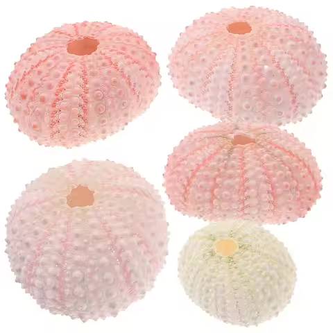 5Pcs Over 4Cm Sea Urchin Shells for Air Plant Pot Natural Tillandsia Container DIY Craft Material Ho