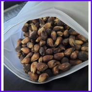 ✧ ◪ GMELINA SEEDS ( arborea) 25 SEEDS ( BUY 2 GET 1 FREE)