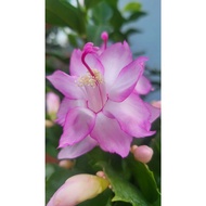 Christmas Cactus Plant – Schlumbergera | Easy Indoor Plant