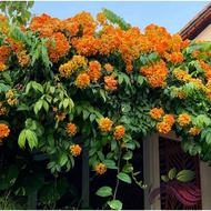 [Flower] Bauhinia Kockiana by LS Group