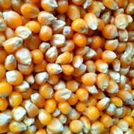 Jagung Popcorn/Jagung Mentah Kering 1kg