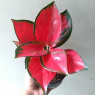 Tanaman Hias Aglonema Suksom Jaipong Super Aglaonema Mantap