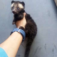 BABY MUSANG BULAN