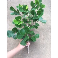 Ficus Triangularis Cutting/Plant