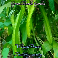 SIGARILYAS SEED`S A FOOTLONG VARIETY (WINGED BEANS)