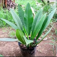 Tanaman Anthurium Linet