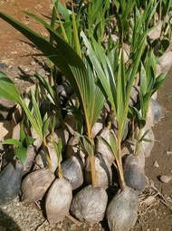 BIBIT KELAPA HIBRIDA