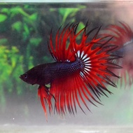 IKAN CUPANG CROWNTAIL AVATAR BLACK RED - SIZE M